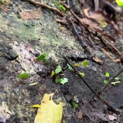 Farmer ants! Talk about working hard!