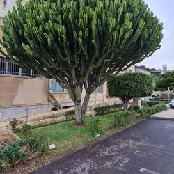 Ein recht großer Kaktus