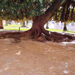 Ein großer australischer Gummibaum