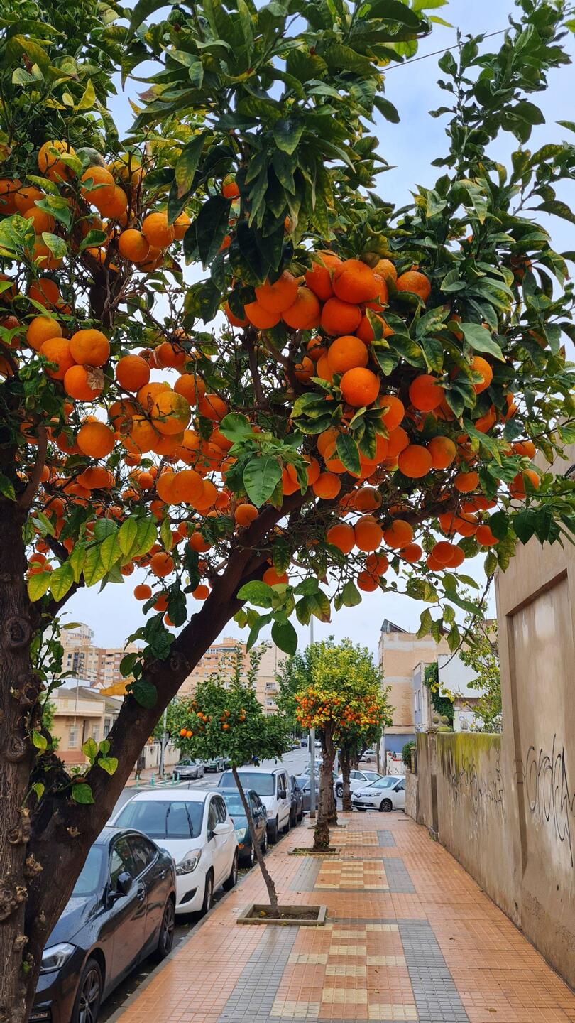 Vor dem Umzug noch in die Stadt, den Orangen macht das Wetter wohl weniger aus als uns