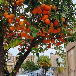 Vor dem Umzug noch in die Stadt, den Orangen macht das Wetter wohl weniger aus als uns