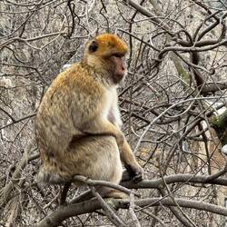 Frei lebende Berber(?)Affen