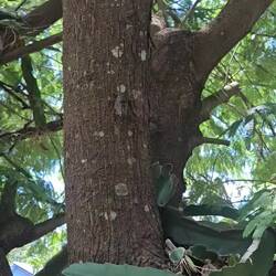 Argentinische Zikaden