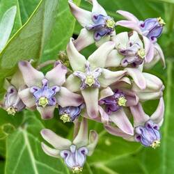Striking plant - giant milkweed plant, Calotropis gigantea, aka the crown flower.