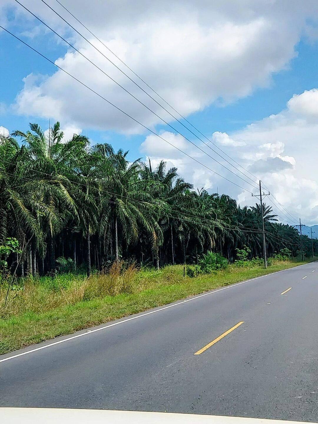 Die Fahrt nach Uvita is a bisserl eintönig, 80 km lang Ölpalmen und Fabriken