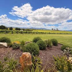 Weingut vor Melbourne🍇🍷