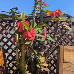 Christ plant or plant of thorns