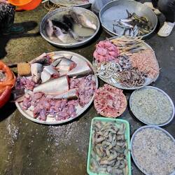 Poissons plus que frais 🫢