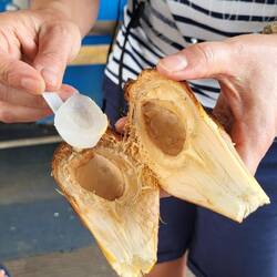 Intérieur du fruit du palmier 🌴