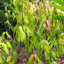 Cacaotier avec fruits pas encore mûrs... il faut qu'il soit jaunes 🙏