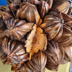 Fruits du palmier d'eau 🌴