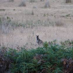 Roadside wallaby