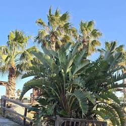 Banane 🍌 🍌 🍌 🍌 🍌