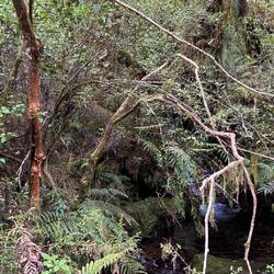 Strenge Beobachtung (oben links)