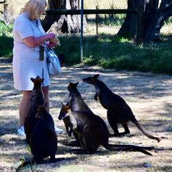 Sumpfwallaby Kängurus warten auf Fütterung