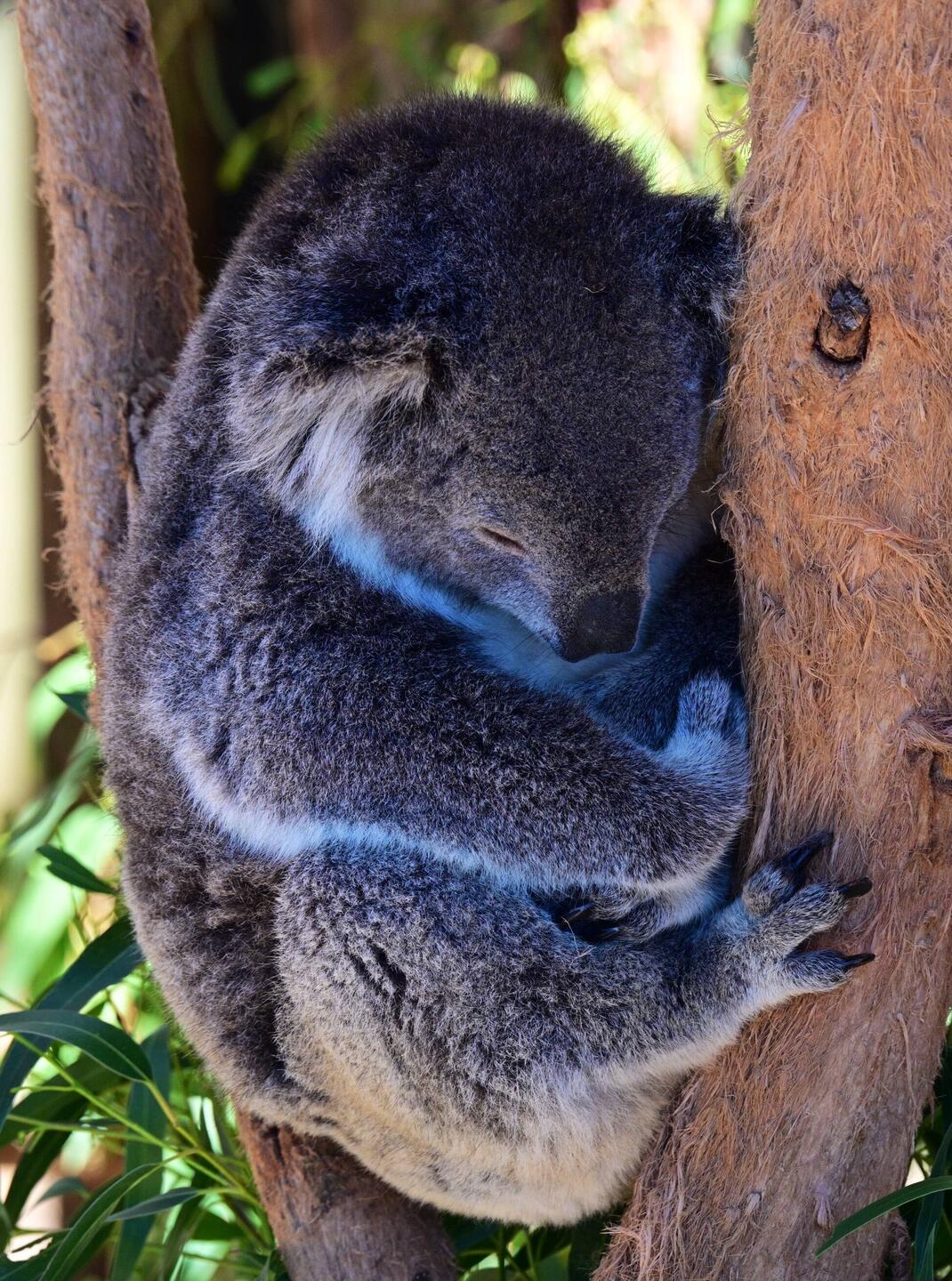 Koala
