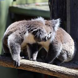 Koalas
