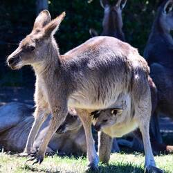östliches graues Riesenkänguru