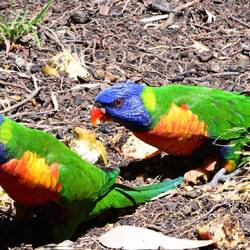 Keilschwanzloris Papageien