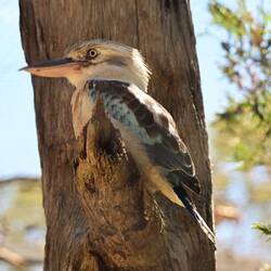 Eisvogel, Jägerliest