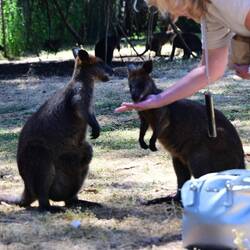 Sumpfwallaby Känguru