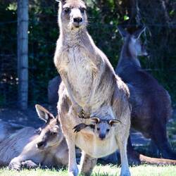 östliches graues Riesenkänguru