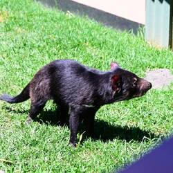 Tasmanischer Teufel, Beuteltier