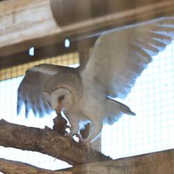 Schleiereule beim fressen einer Maus