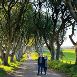 The Dark Hedges.