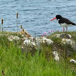 Look at that long beak!