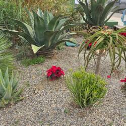 Ganz viele Kakteen 🌵 🌵 🌵 🌵 🌵