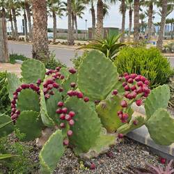 ... ein kleiner grüner Kaktus 🌵 ... 🎶 🎶 🎶 mit tollen Blüten 🌺🌺🌺