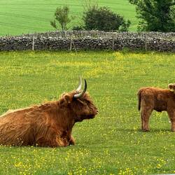Everyone loves the hairy coos and we were so happy to find some today!