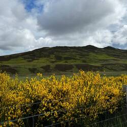 The gorse was lovely.
