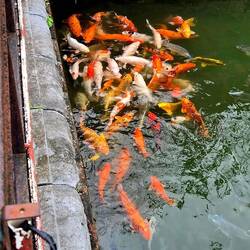 Koi in the Imperial gardens area