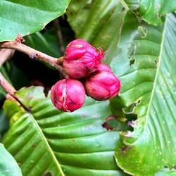 Dillenia Suffruticosa - Malaysischer Rosenapfel