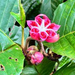 Dillenia Suffruticosa - Malaysischer Rosenapfel