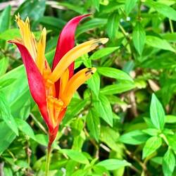 Heliconia Psittacorum