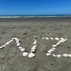 Muscheln gibt's en masse