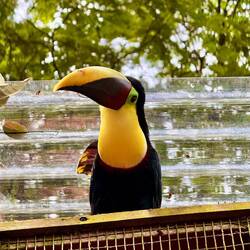 Wilder Tukan zu Besuch