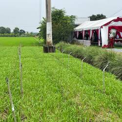 Pop up wedding tent. We have seen them all over SE Asia