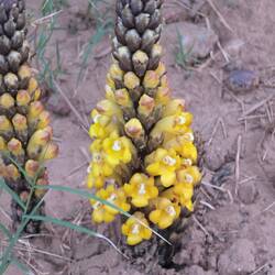 Wüstenhyazinthe blüht im Frühjahr