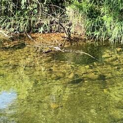 Ein Waran oder Leguan im Sok River