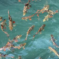 Fische unterhalb der Floating Plattform
