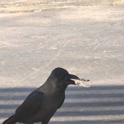 Krebsfang erfolgreich