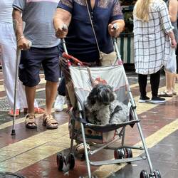 Alle Hunde haben in Frankreich den Luxus von Kinderwägen