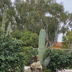 Große Salatgurke😉