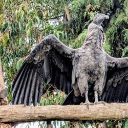 A Condor. An enormous bird with a wingspan of around 3.2 metres