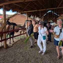 Keeping a safe distance from the Alpaca's.