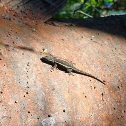 tsxhüss, kleine Tier auf grossem Tier